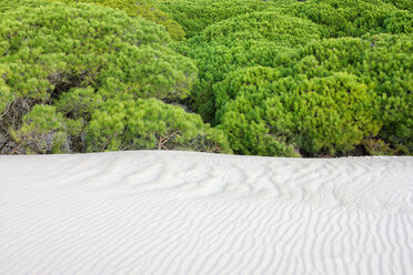 Spain, Andalusia, Punta Paloma sand dunes near Tarifa - DSGF01368