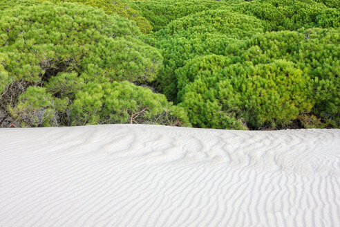 Spanien, Andalusien, Punta Paloma Sanddünen bei Tarifa - DSGF01368