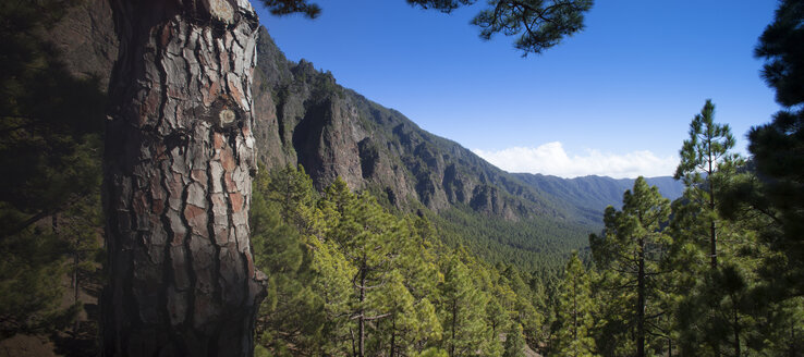 Spanien, Kanarische Inseln, La Palma, Nationalpark Caldera de Taburiente - DSGF01374