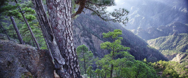 Spanien, Kanarische Inseln, La Palma, Nationalpark Caldera de Taburiente - DSGF01375