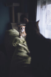 Kätzchen in Alarmbereitschaft vor einer erwachsenen Katze auf der Rückenlehne der Couch zu Hause - RAEF01601