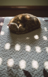 Cat sleeping on a bed at home - RAEF01603