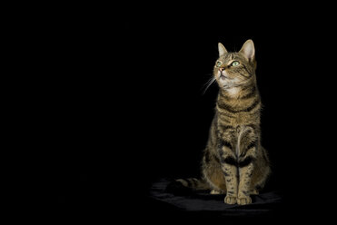 Getigerte Katze vor schwarzem Hintergrund - MJOF01326