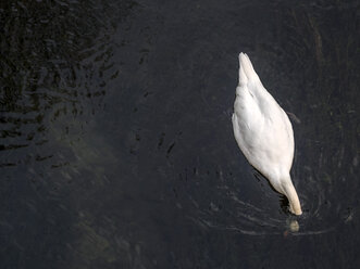 Schwimmender Höckerschwan mit Kopf unter Wasser, Draufsicht - EJWF00817