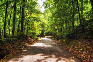 USA, North Carolina, Blue Ridge Mountains, Waldweg - SMAF00620