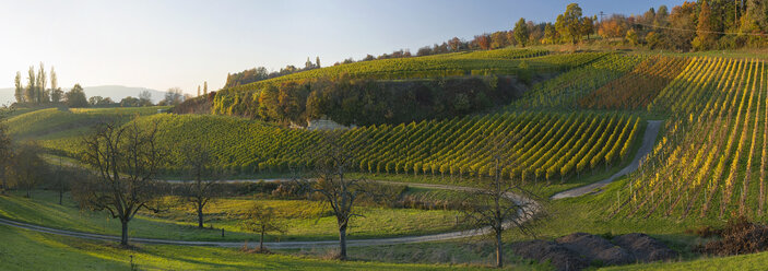 Deutschland, Ueberlingen, Weinberge im Herbst - SHF01944