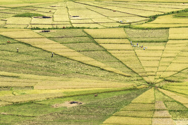 Indonesia, Nusa Tenggara Timur, ricefields - FPF00125