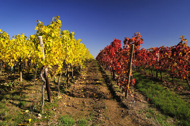 Deutschland, Rheinland-Pfalz, herbstliche Weinberge mit Rot- und Weißwein - BTF00462