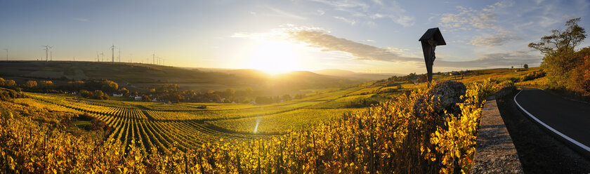 Deutschland, Rheinland-Pfalz, Weinberg im Herbst bei Sonnenuntergang - BTF00463