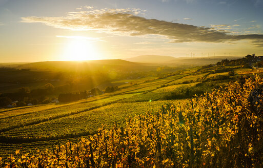 Deutschland, Rheinland-Pfalz, Weinberg im Herbst bei Sonnenuntergang - BTF00464