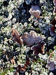 Hoarfrost on leaves - JTF00793