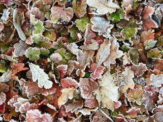 Hoarfrost on leaves - JTF00794