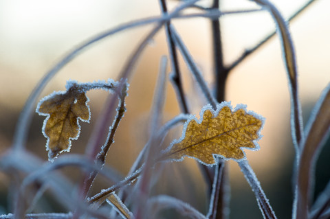 Zweige und frostbedeckte Eichenblätter, lizenzfreies Stockfoto