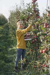 Young woman harvesting apples - KNSF00712