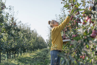 Young woman harvesting apples - KNSF00713