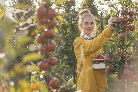 Young woman harvesting apples stock photo