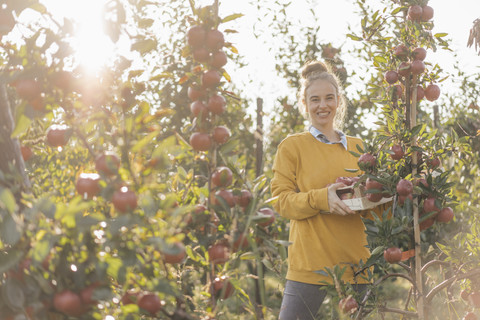 Junge Frau erntet Äpfel, lizenzfreies Stockfoto