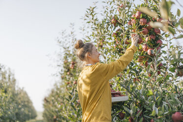 Young woman harvesting apples - KNSF00718