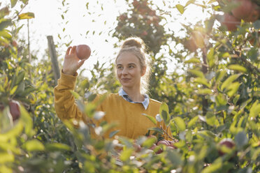 Young woman harvesting apples - KNSF00722