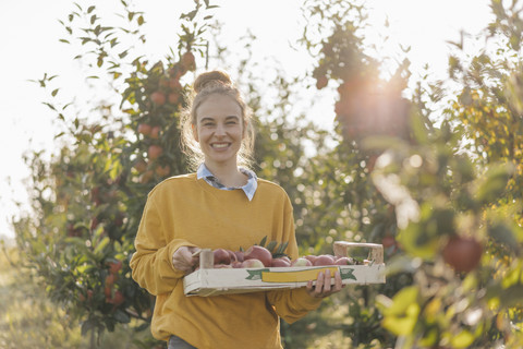Young woman harvesting apples stock photo