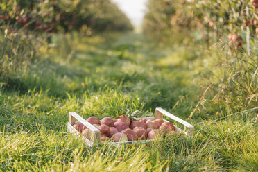 Kiste mit Äpfeln im Obstgarten - KNSF00727