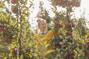 Young woman harvesting apples - KNSF00732