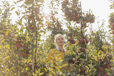 Young woman harvesting apples - KNSF00733