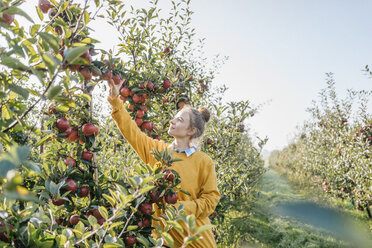 Young woman harvesting apples - KNSF00734
