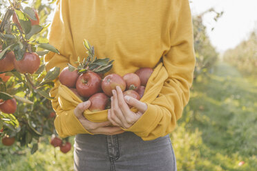 Woman collecting apples in orchard - KNSF00736