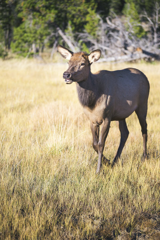 USA, Wyoming, Yellowstone Nationalpark, weiblicher Wapiti auf einer Wiese, lizenzfreies Stockfoto