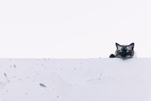Griechenland, Milos, Katze mit blauen Exen schaut über die Mauer - GEMF01315