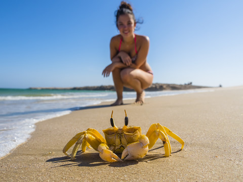 Oman, Ash Shirayjah, Ad Daffah, gehörnte Geisterkrabbe am Strand mit Touristen im Hintergrund, lizenzfreies Stockfoto