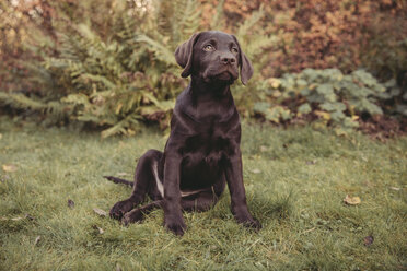 Labrador Retriever Welpe sitzt im Garten - MFF03400