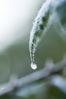 Brombeerblatt mit gefrorenen Wassertropfen - MYF01862