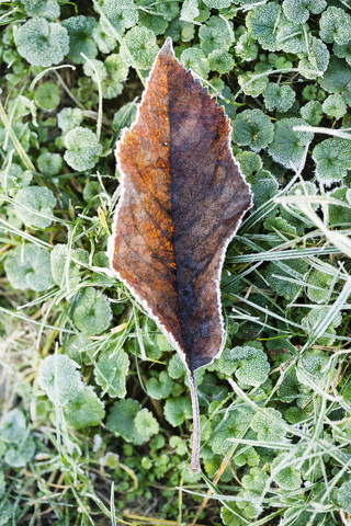 Frost-covered autumn leaf on a meadow stock photo