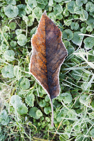 Frostbedecktes Herbstblatt auf einer Wiese, lizenzfreies Stockfoto