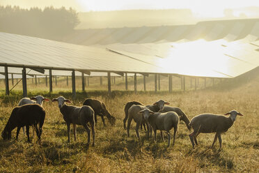 Deutschland, Schafe grasen auf einer Wiese mit Sonnenkollektoren im Morgenlicht - HAMF00250