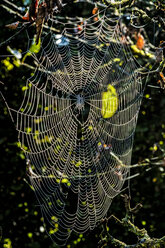 Spider web in the morning light - HAMF00251