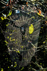 Spinnennetz im Morgenlicht - HAMF00251