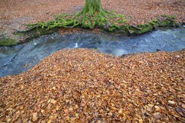 Spain, Basque Country, Gorbea Natural Park, Otzarreta forest in autumn - DSGF01386