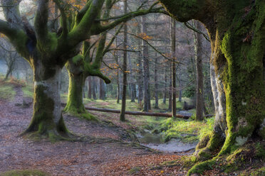 Spain, Basque Country, Gorbea Natural Park, Otzarreta forest in autumn - DSGF01388