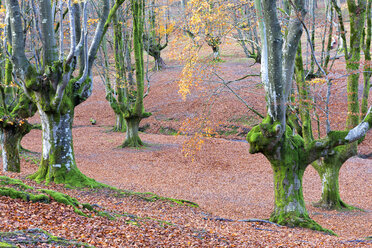 Spain, Basque Country, Gorbea Natural Park, Otzarreta forest in autumn - DSGF01389