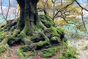 Spain, Basque Country, Gorbea Natural Park, Otzarreta forest in autumn - DSGF01392