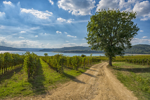 Italien, Corbara, Blick auf Weinberge und den Corbara-See im Herbst - LOMF00462