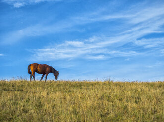 Horse grazing on pasture on a sunny day in autumn - LOMF00463