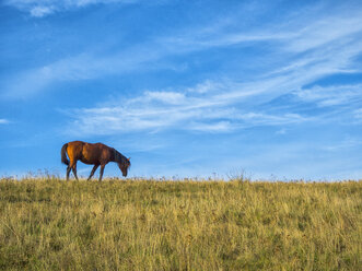 Pferd beim Grasen auf der Weide an einem sonnigen Tag im Herbst - LOMF00463