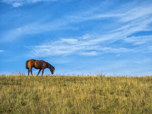 Pferd beim Grasen auf der Weide an einem sonnigen Tag im Herbst - LOMF00463