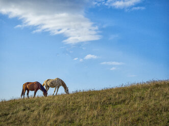 Two horses grazing on pasture in autumn - LOMF00465