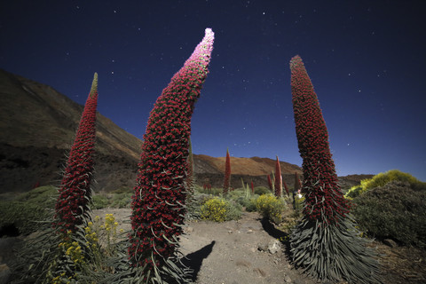 Spanien, Kanarische Inseln, Teneriffa, Teide-Nationalpark, Berg Teide, Echium Wildpretii bei Nacht, lizenzfreies Stockfoto