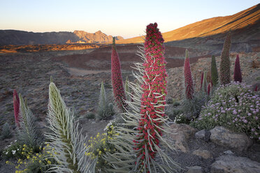 Spanien, Kanarische Inseln, Teneriffa, Teide-Nationalpark, Berg Teide, Echium Wildpretii - DSGF01398